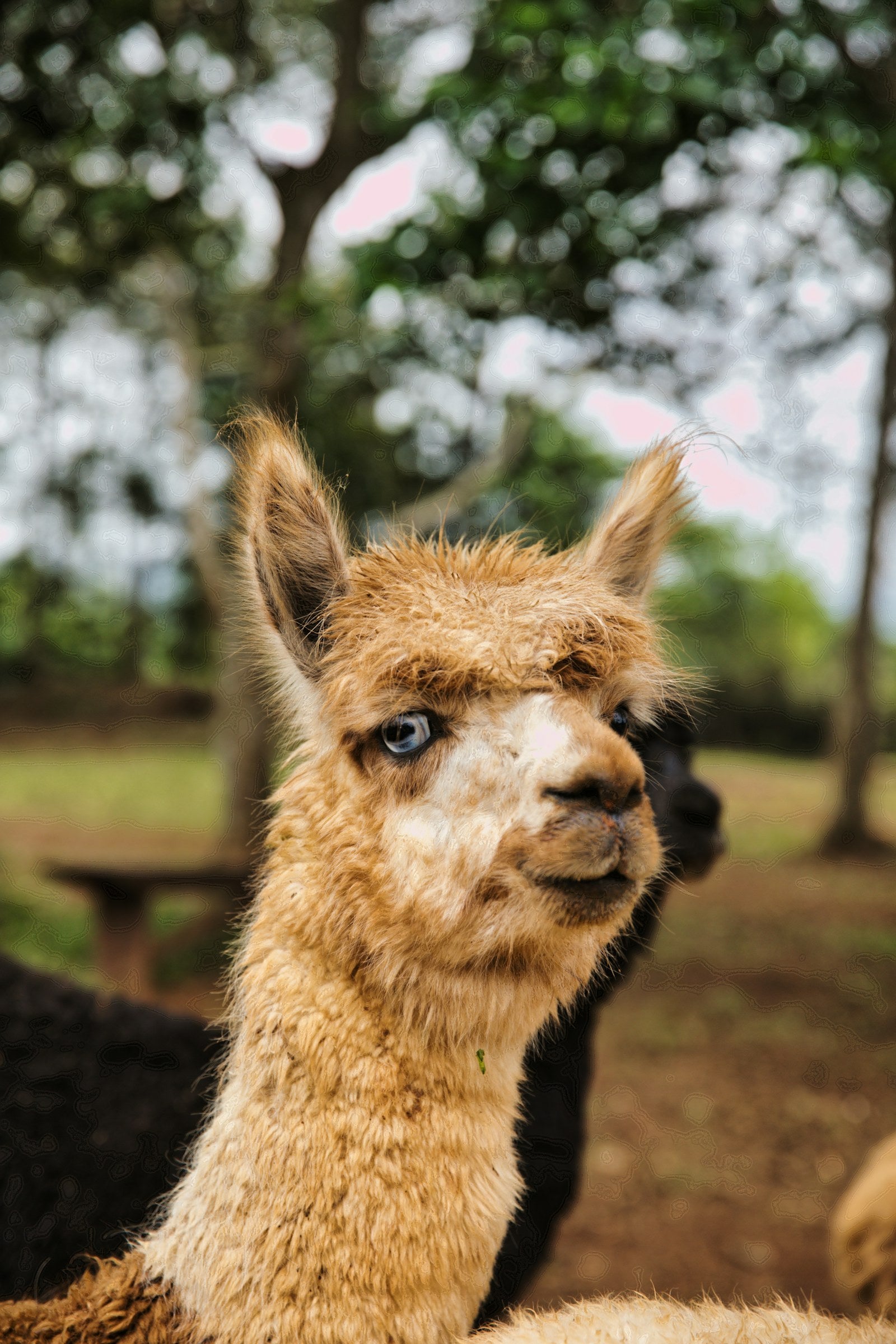 A light brown alpaca with a thick fleece on a farm
