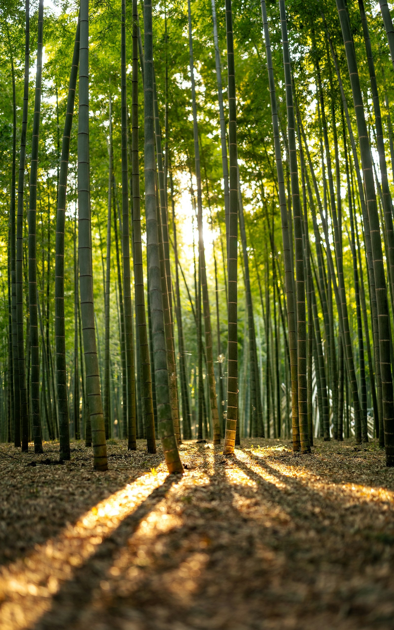 Sunlight passing through a tall green bamboo grove
