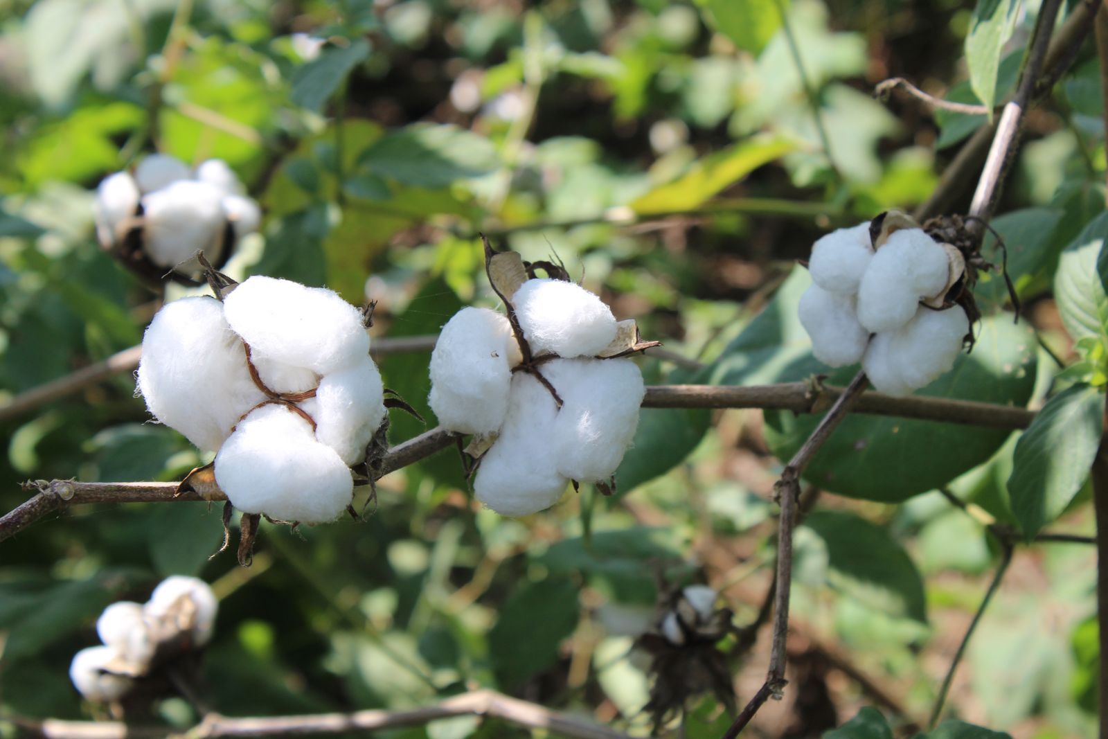 Cotton bolls growing on a cotton plant in a green field