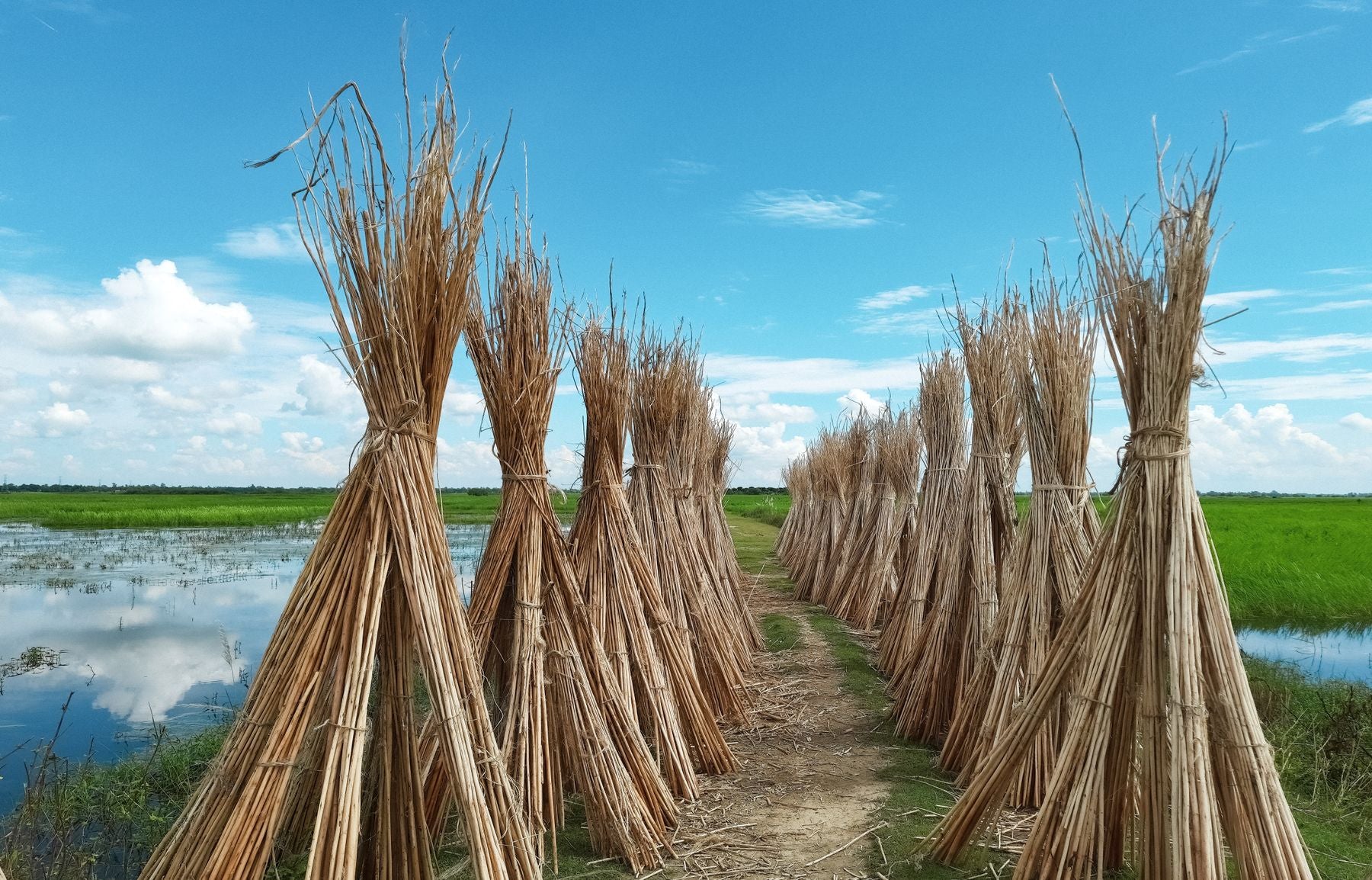 Bundles of harvested jute drying across a green field beneath a blue sky