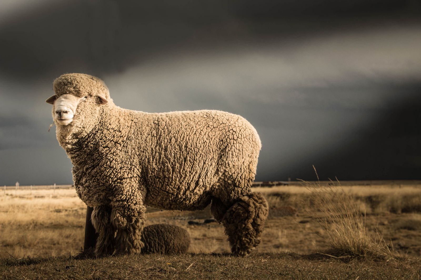A merino sheep with dense wool standing in open grassland
