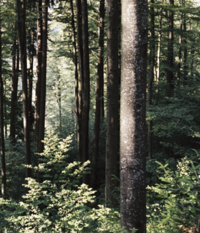Sunlight filtering through a forest of tall trees