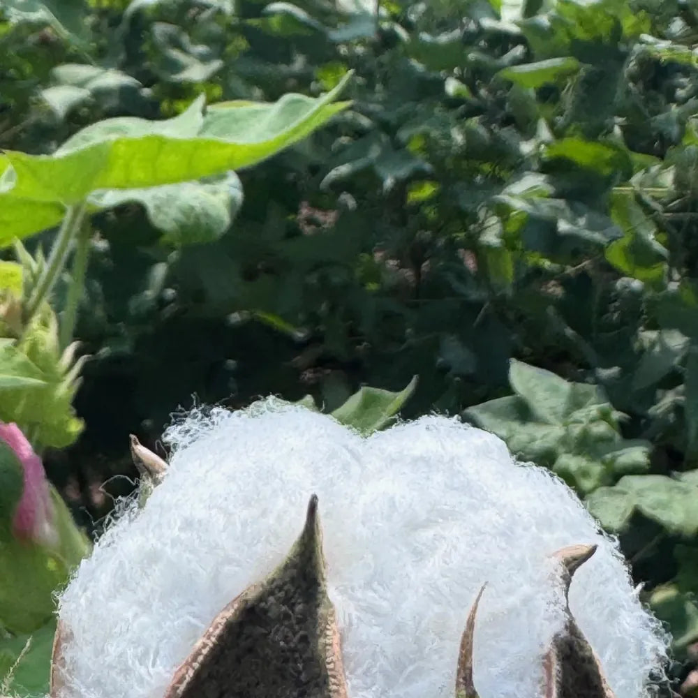 Cotton at the farm
