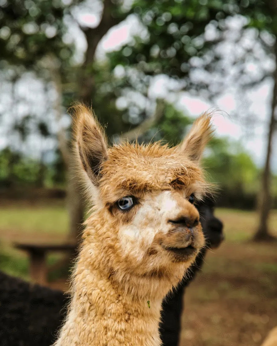 A light brown alpaca with a thick fleece on a farm