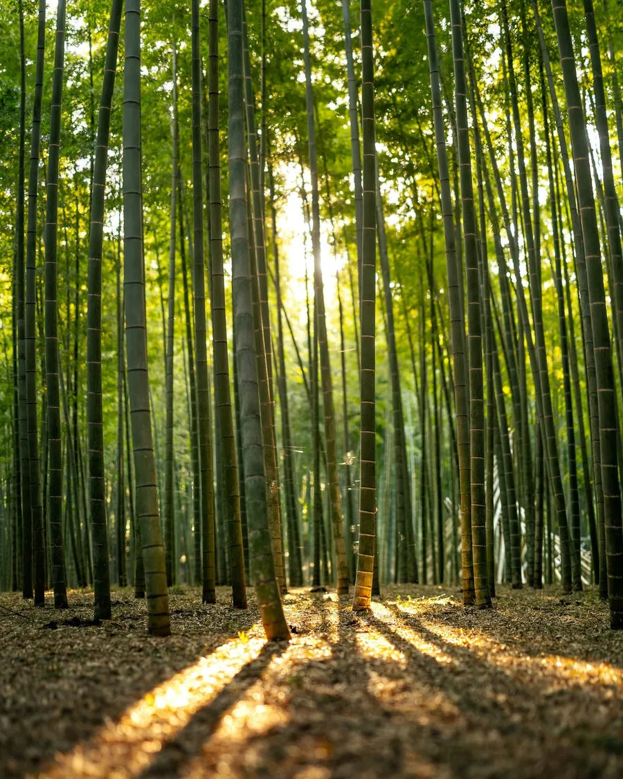 Sunlight passing through a tall green bamboo grove