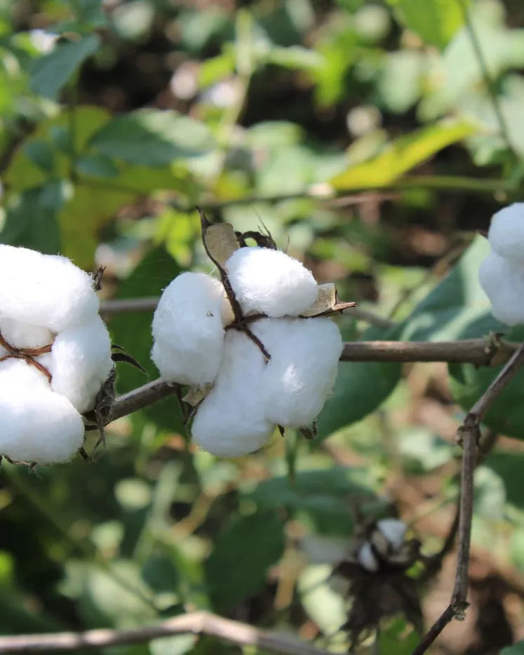 Cotton bolls growing on a cotton plant in a green field