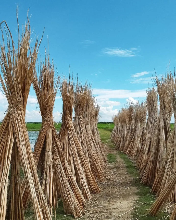 Bundles of harvested jute drying across a green field