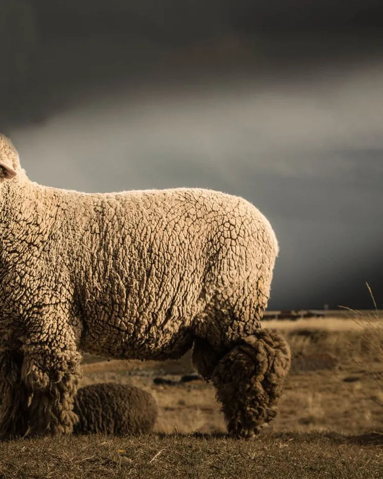 A merino sheep with dense wool standing in open grassland
