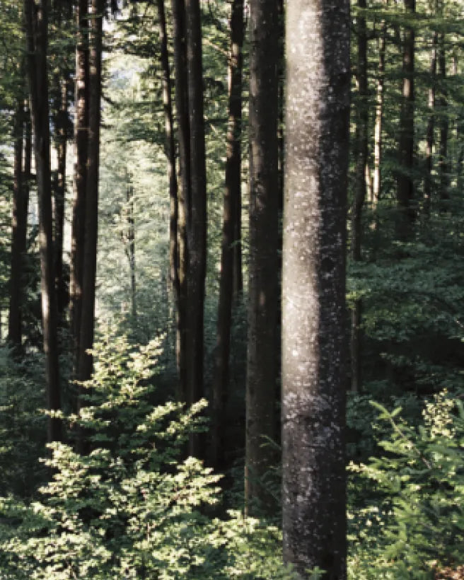 Sunlight filtering through a forest of tall trees